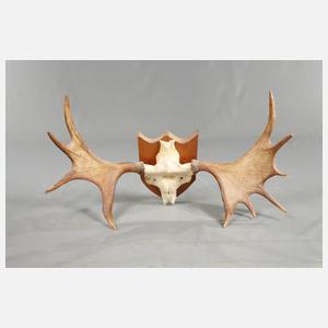 Große Jagdtrophäe