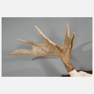 Große Jagdtrophäe