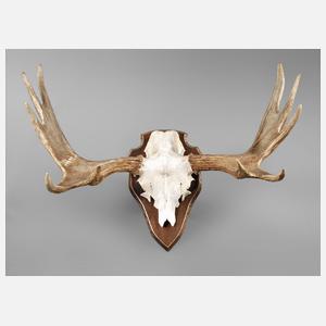 Große Jagdtrophäe