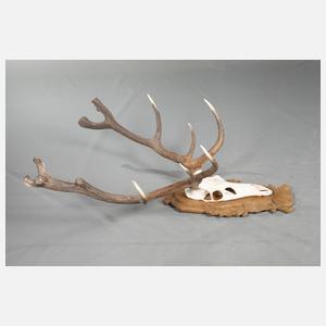 Große Jagdtrophäe