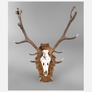 Große Jagdtrophäe