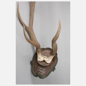 Große Jagdtrophäe