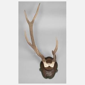 Große Jagdtrophäe