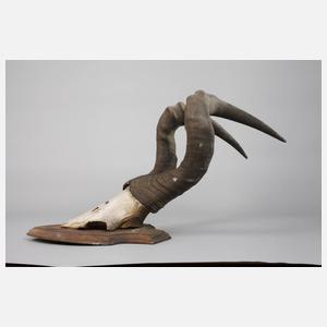 Mächtiges Gehörn eines Hartebeestbullen