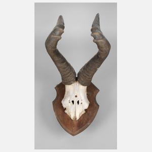 Mächtiges Gehörn eines Hartebeestbullen