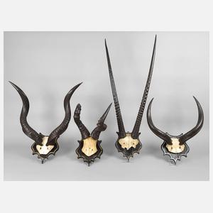 Vier Jagdtrophäen