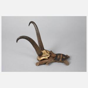 Zwei Jagdtrophäen
