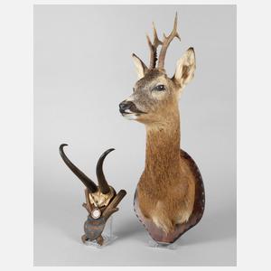 Zwei Jagdtrophäen