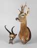Zwei Jagdtrophäen