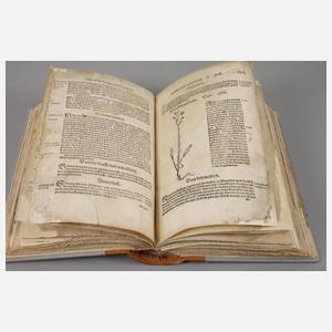 Bocks Kräuterbuch 1556
