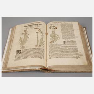 Bocks Kräuterbuch 1577