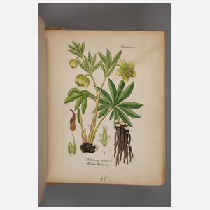 Arthus´ Handatlas der Heilpflanzen 1876