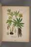 Arthus´ Handatlas der Heilpflanzen 1876