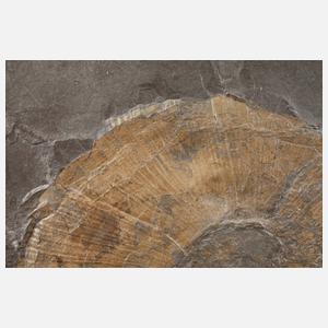 Fossilienplatte