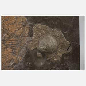 Fossilienplatte