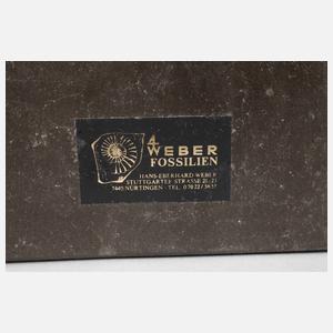 Fossilienplatte