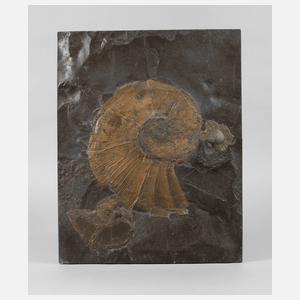 Fossilienplatte
