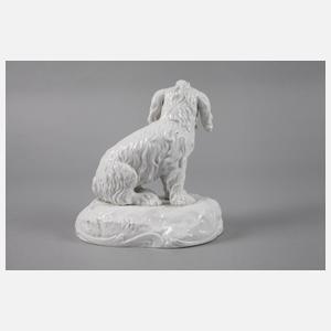 Mannheim Bologneser Hund