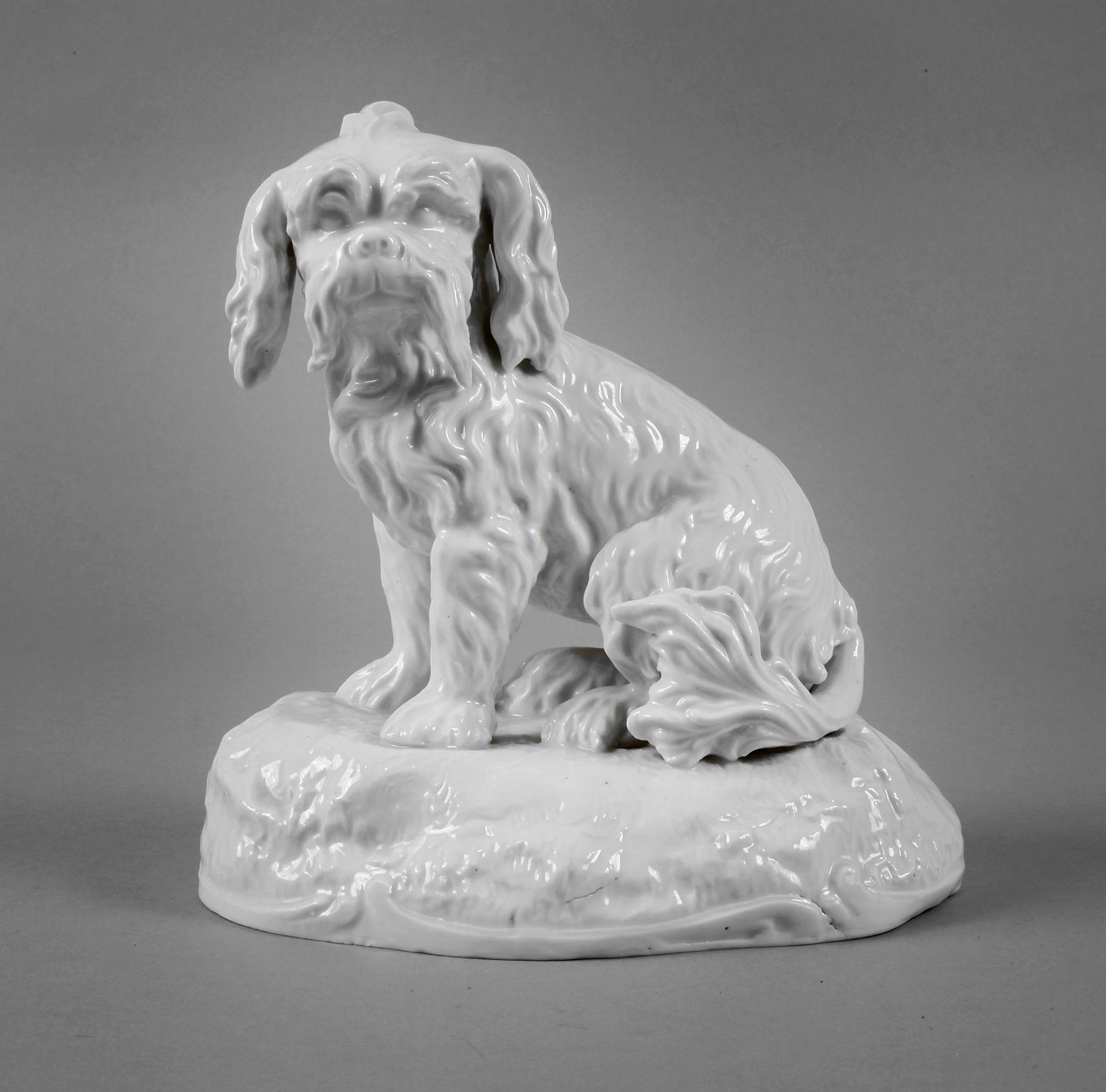 Mannheim Bologneser Hund