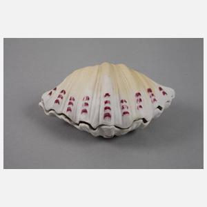 Venus in der Muschel