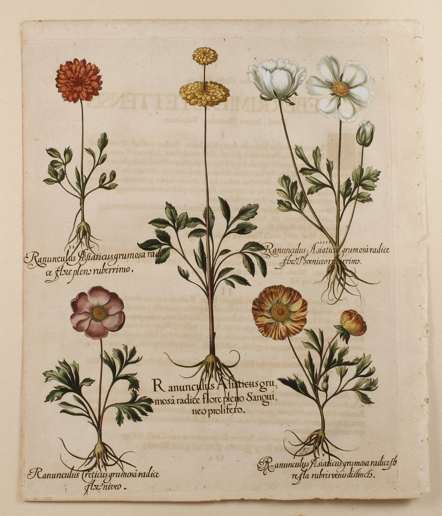 Basilius Besler, Blatt aus ”Hortus Eystettensis”