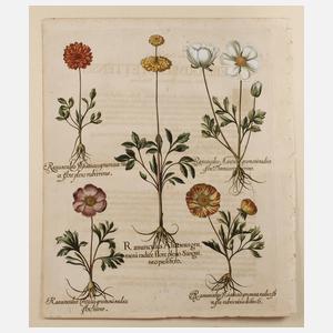 Basilius Besler, Blatt aus ”Hortus Eystettensis”