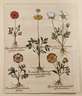 Basilius Besler, Blatt aus ”Hortus Eystettensis”