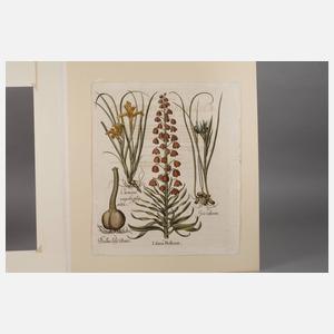Basilius Besler, Blatt aus ”Hortus Eystettensis”