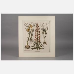 Basilius Besler, Blatt aus ”Hortus Eystettensis”