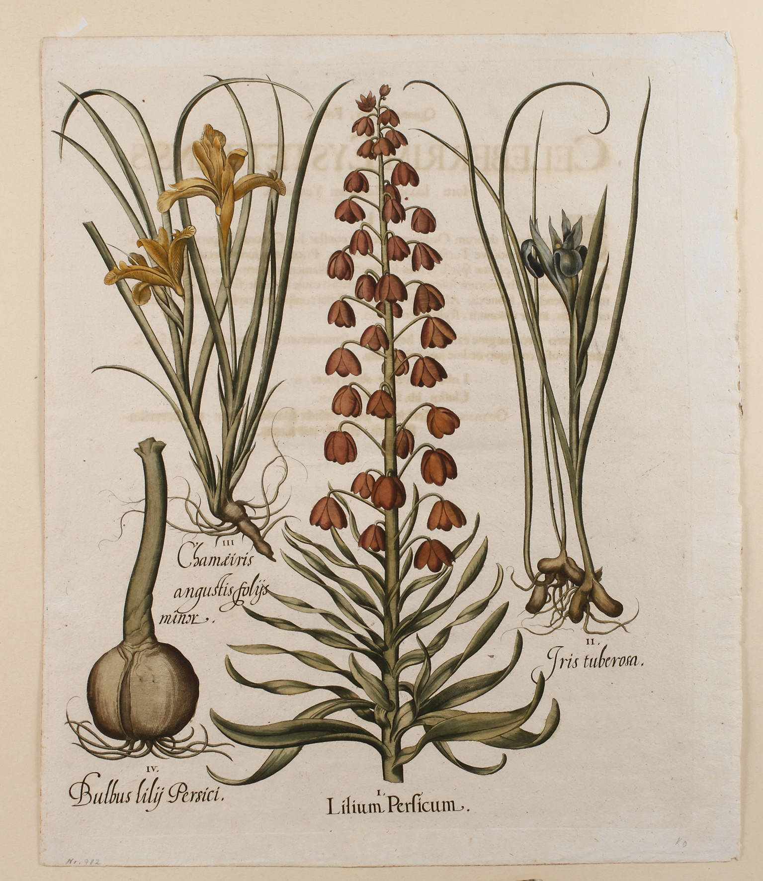 Basilius Besler, Blatt aus ”Hortus Eystettensis”