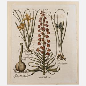 Basilius Besler, Blatt aus ”Hortus Eystettensis”