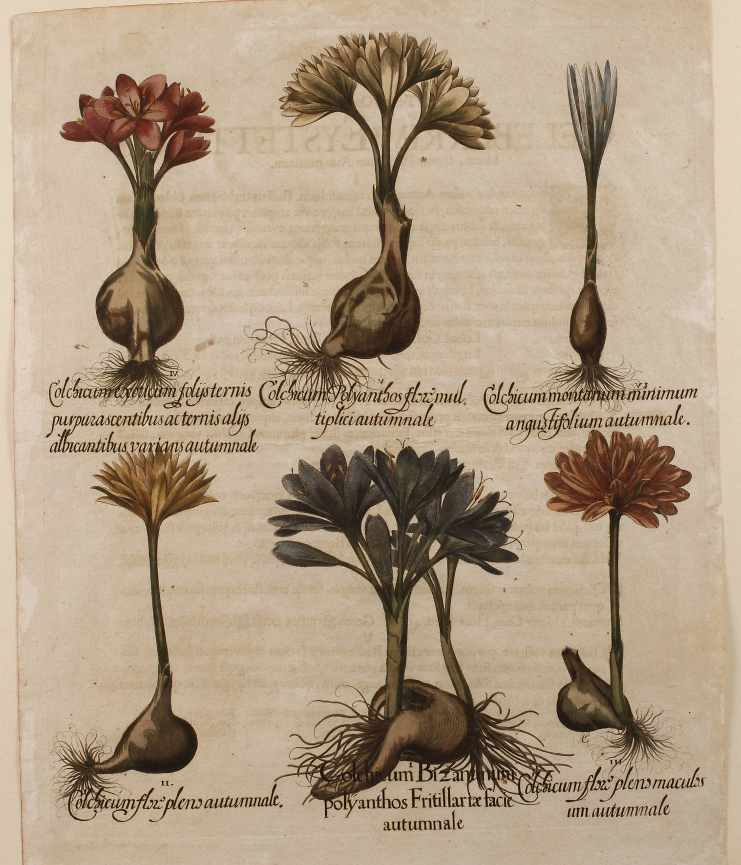 Basilius Besler, Blatt aus ”Hortus Eystettensis”