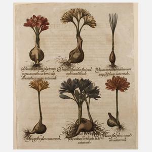 Basilius Besler, Blatt aus ”Hortus Eystettensis”