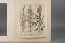 Basilius Besler, Blatt aus ”Hortus Eystettensis”