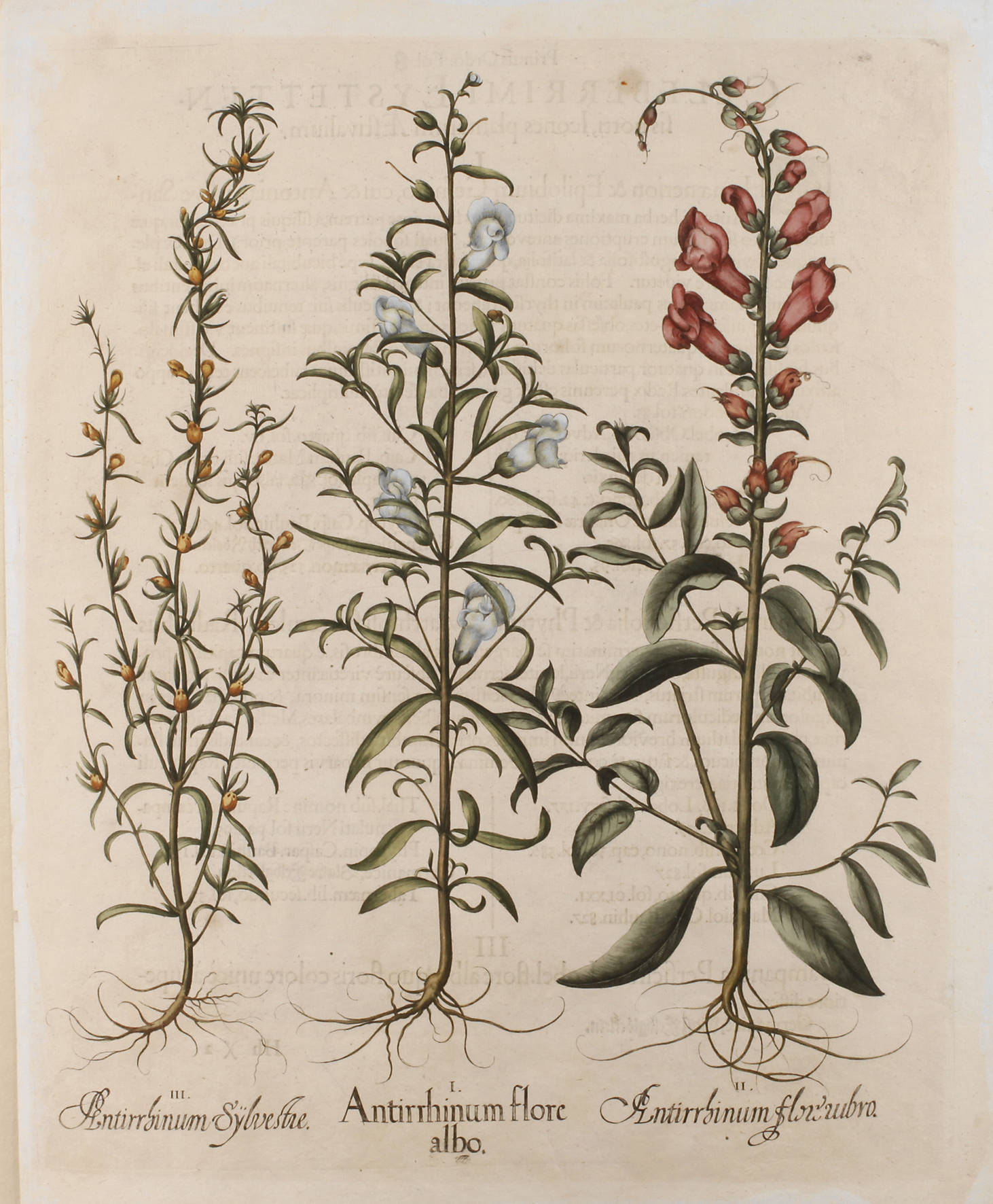 Basilius Besler, Blatt aus ”Hortus Eystettensis”