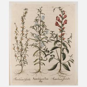 Basilius Besler, Blatt aus ”Hortus Eystettensis”