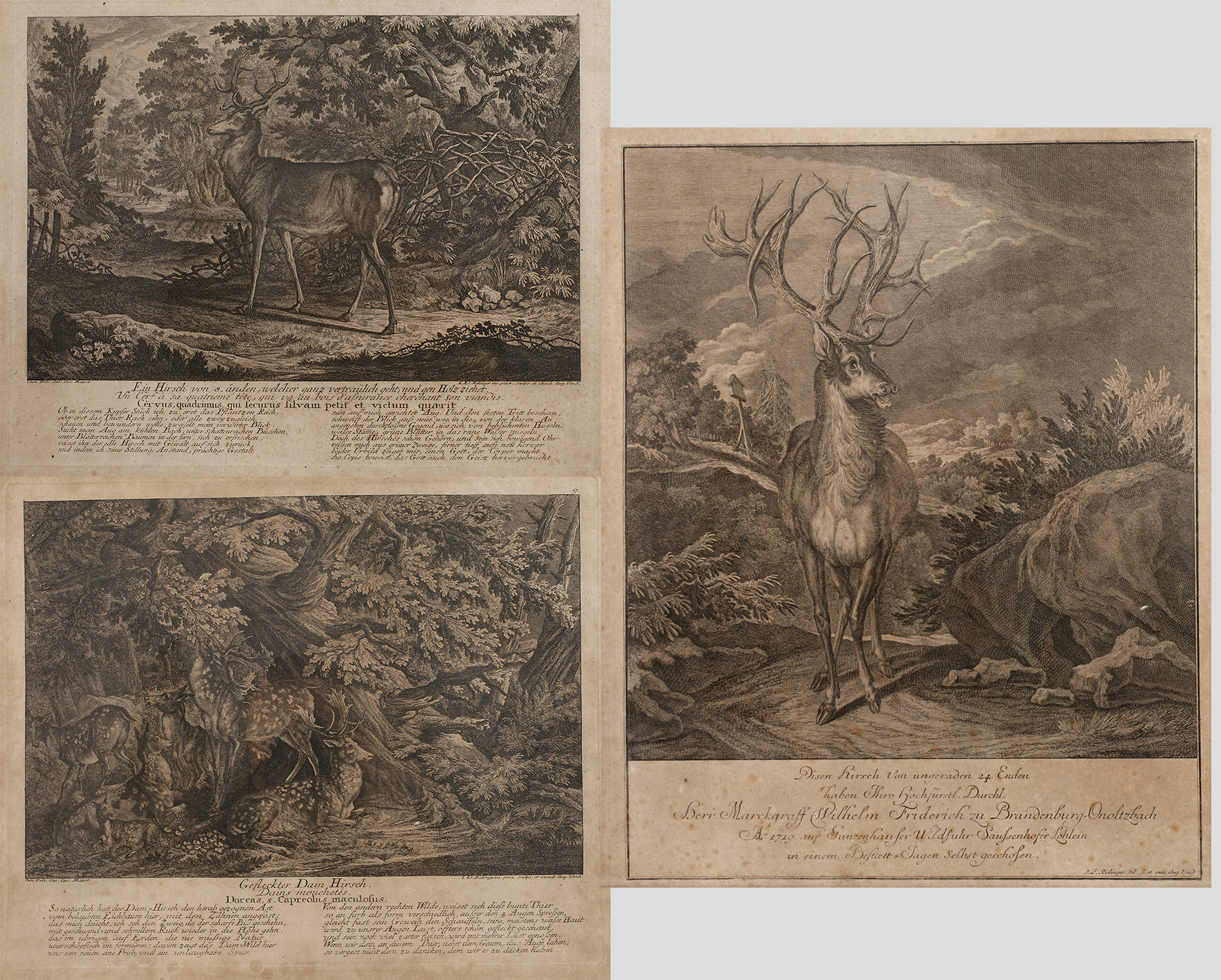 Johann Elias Ridinger, Konvolut Wilddarstellungen