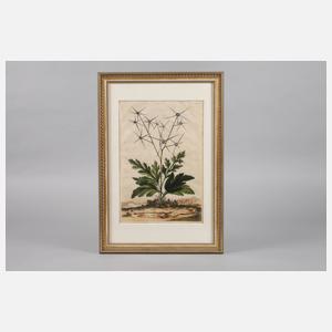 Manntreu vor Landschaft