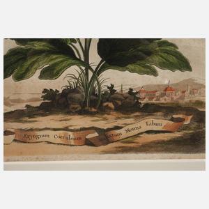 Manntreu vor Landschaft