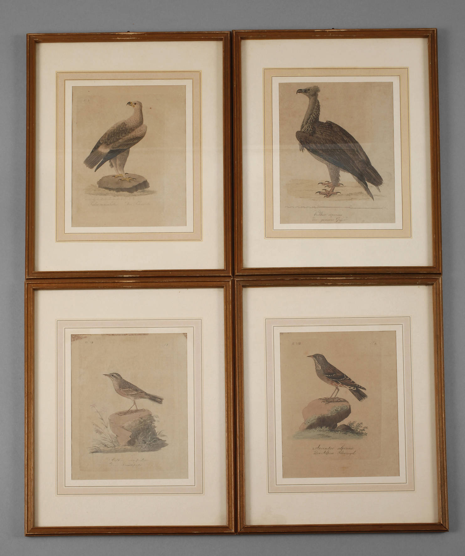 Sammlung Vogeldarstellungen