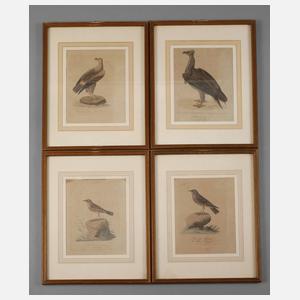 Sammlung Vogeldarstellungen