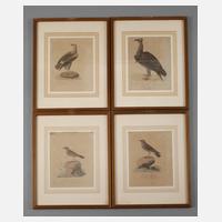 Sammlung Vogeldarstellungen111