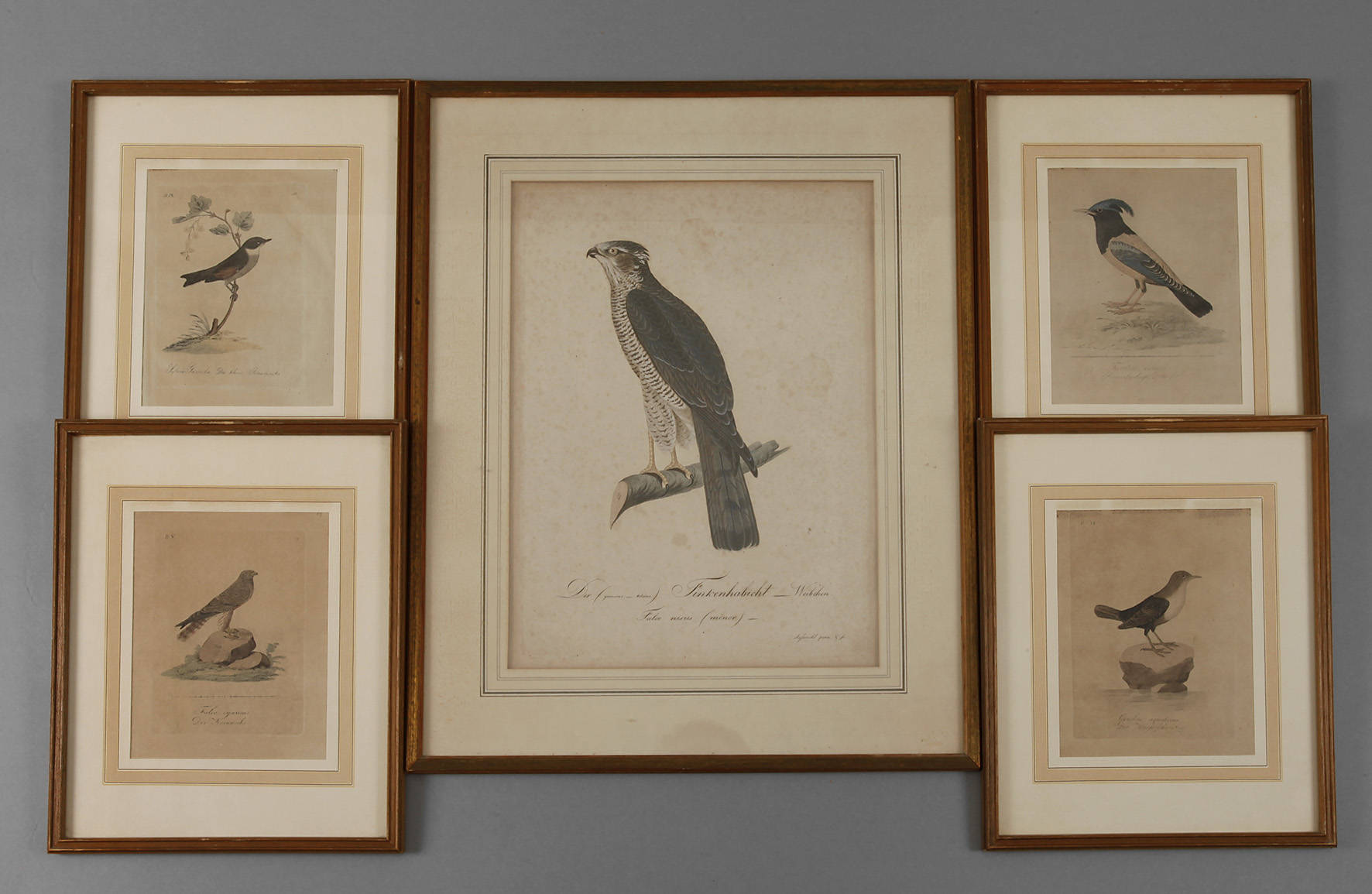 Sammlung Vogeldarstellungen