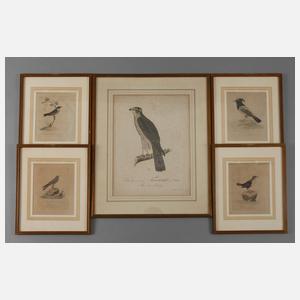 Sammlung Vogeldarstellungen