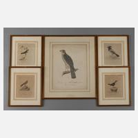 Sammlung Vogeldarstellungen111