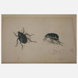 Wilhelm Oppitz, Sammlung Insektendarstellungen