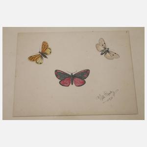 Wilhelm Oppitz, Sammlung Insektendarstellungen