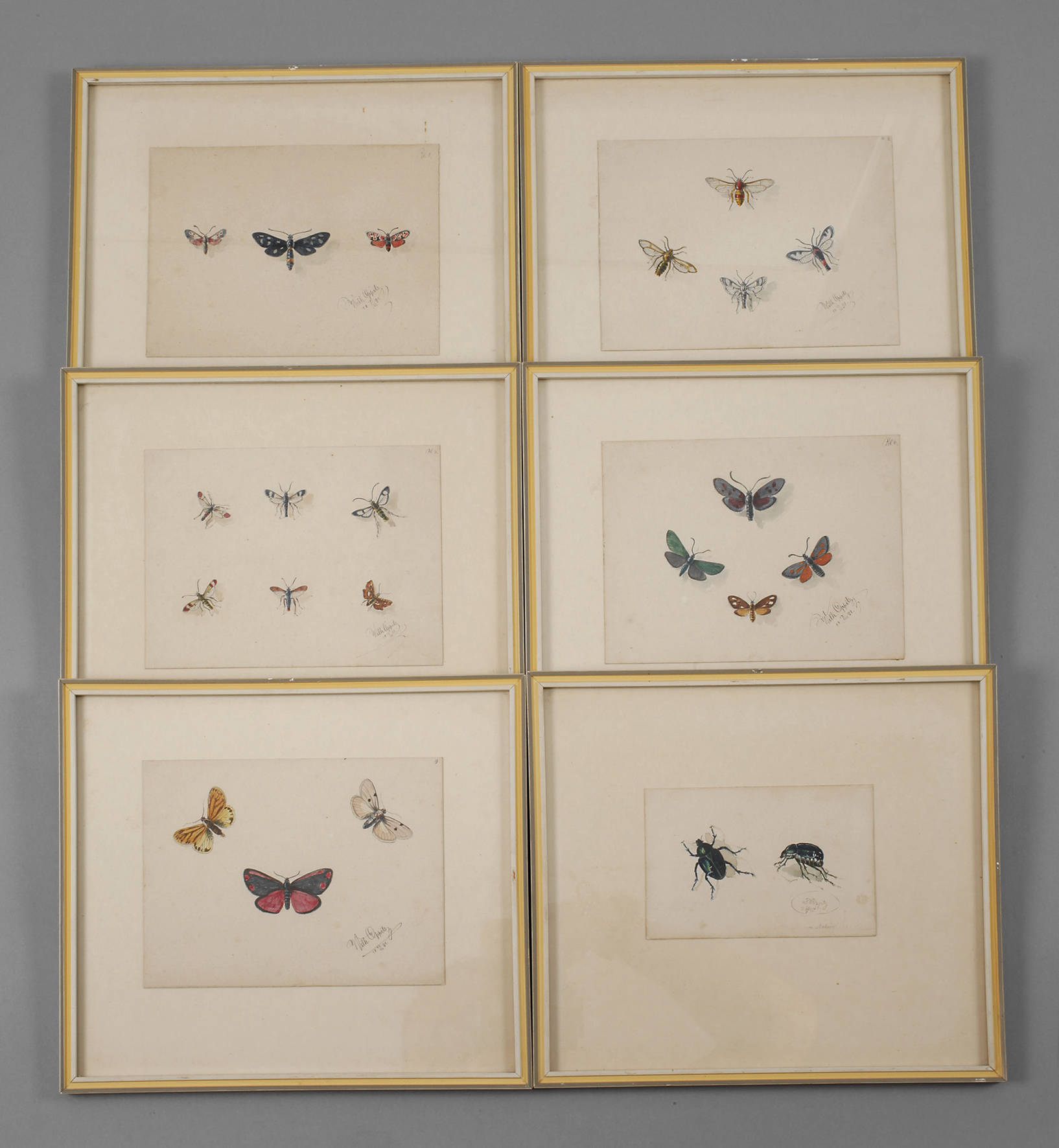Wilhelm Oppitz, Sammlung Insektendarstellungen
