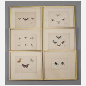 Wilhelm Oppitz, Sammlung Insektendarstellungen