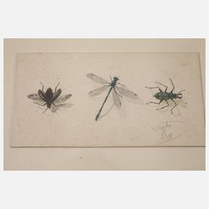 Wilhelm Oppitz, Sammlung Naturstudien